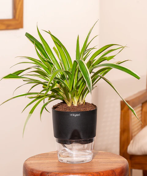 spider plant best for home decor